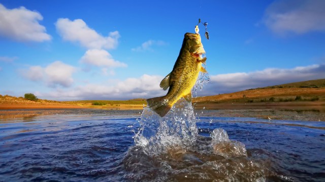 Discover the Most Effective Lures for Catching Bass in Lakes and Ponds